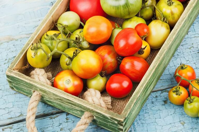 Blog_gruene tomaten gigapixel