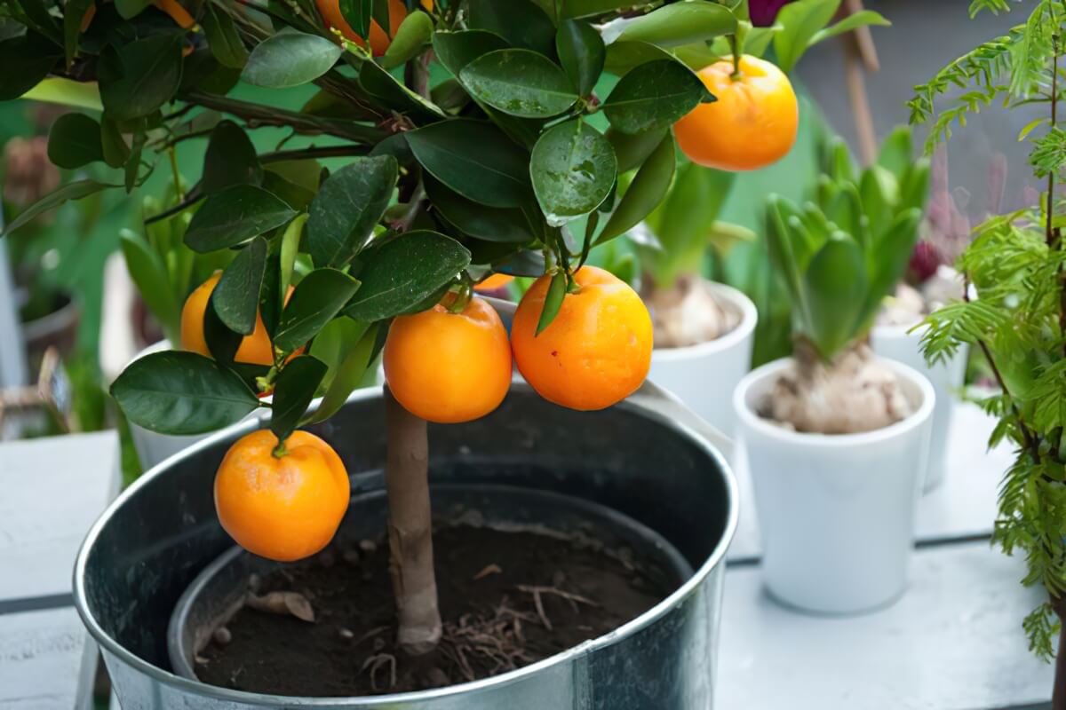 orangenbaum blog gigapixel