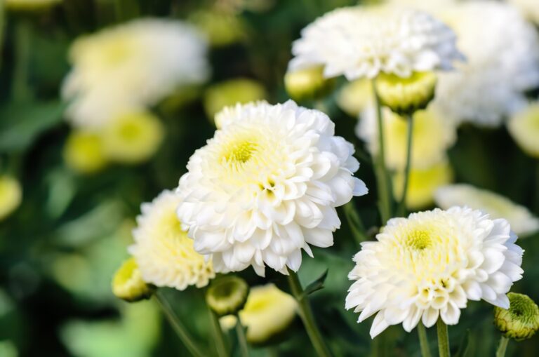 weisse chrysanthemen haltbare balkonblumen 1