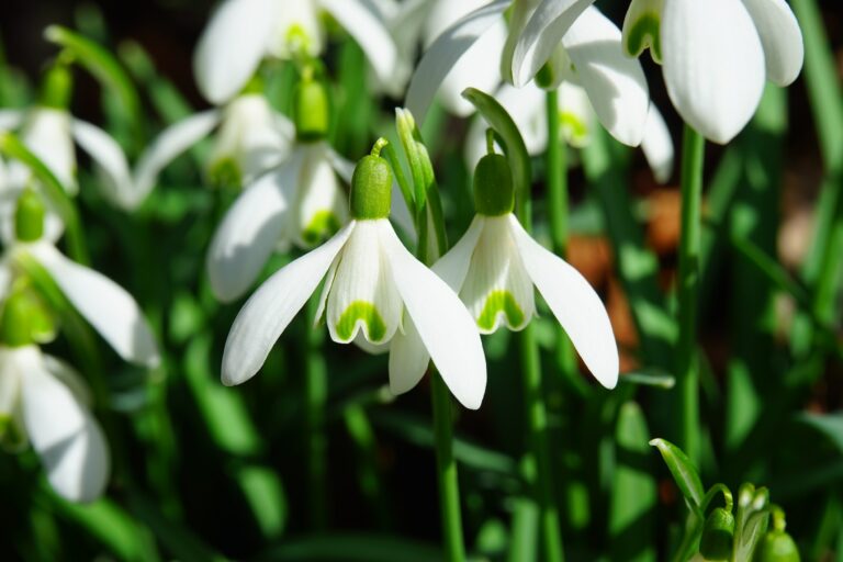 gartenarbeit im maerz wenn die schneegloeckchen bluehen