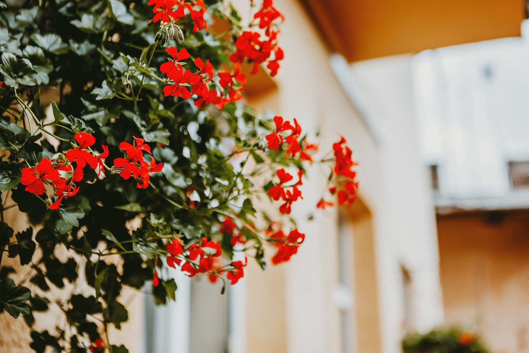 Balkonblumen – Balkonkästen richtig bepflanzen