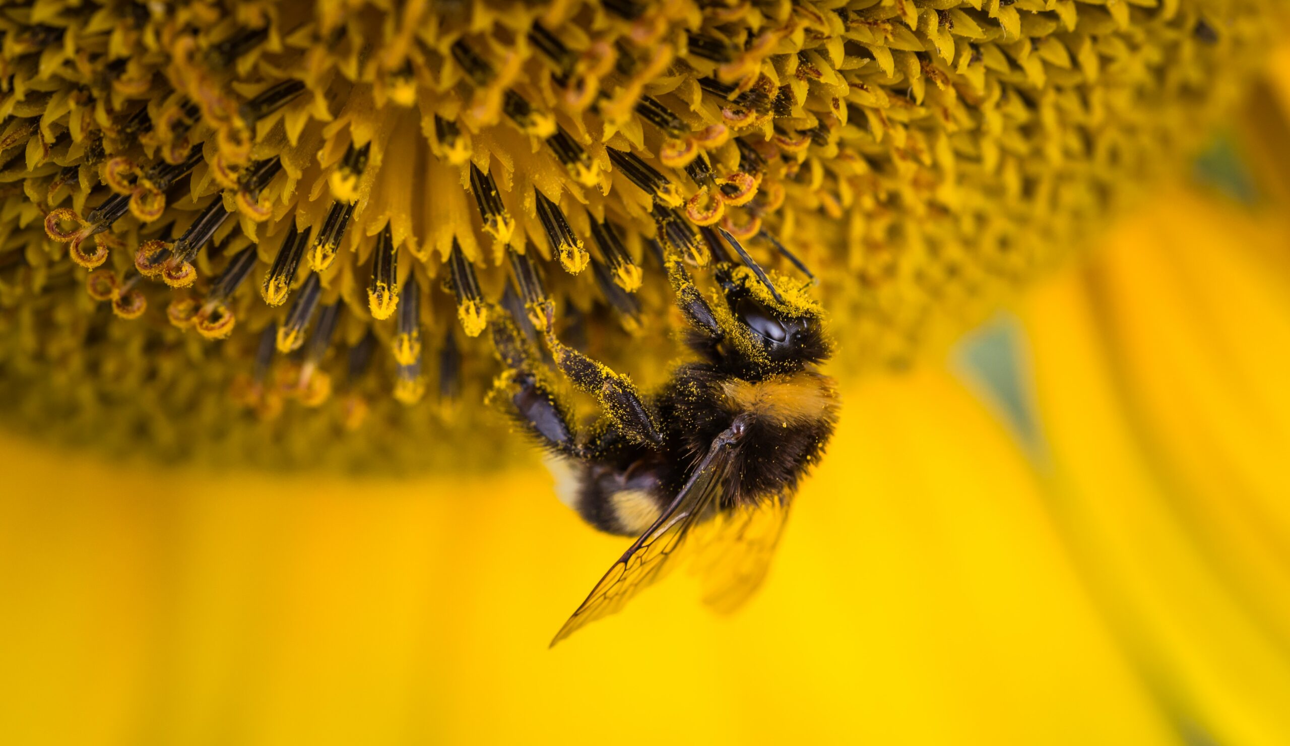 Bienenweide – Garten und Balkon bienenfreundlich gestalten