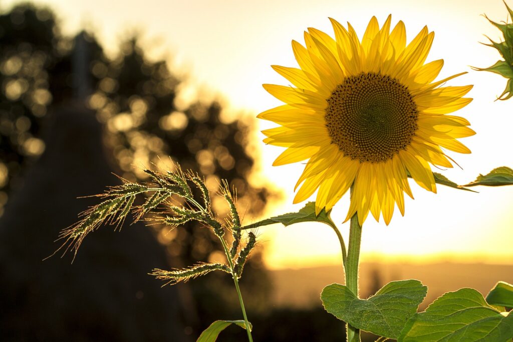 Sonnenblumen eignen sich für Bienenweiden