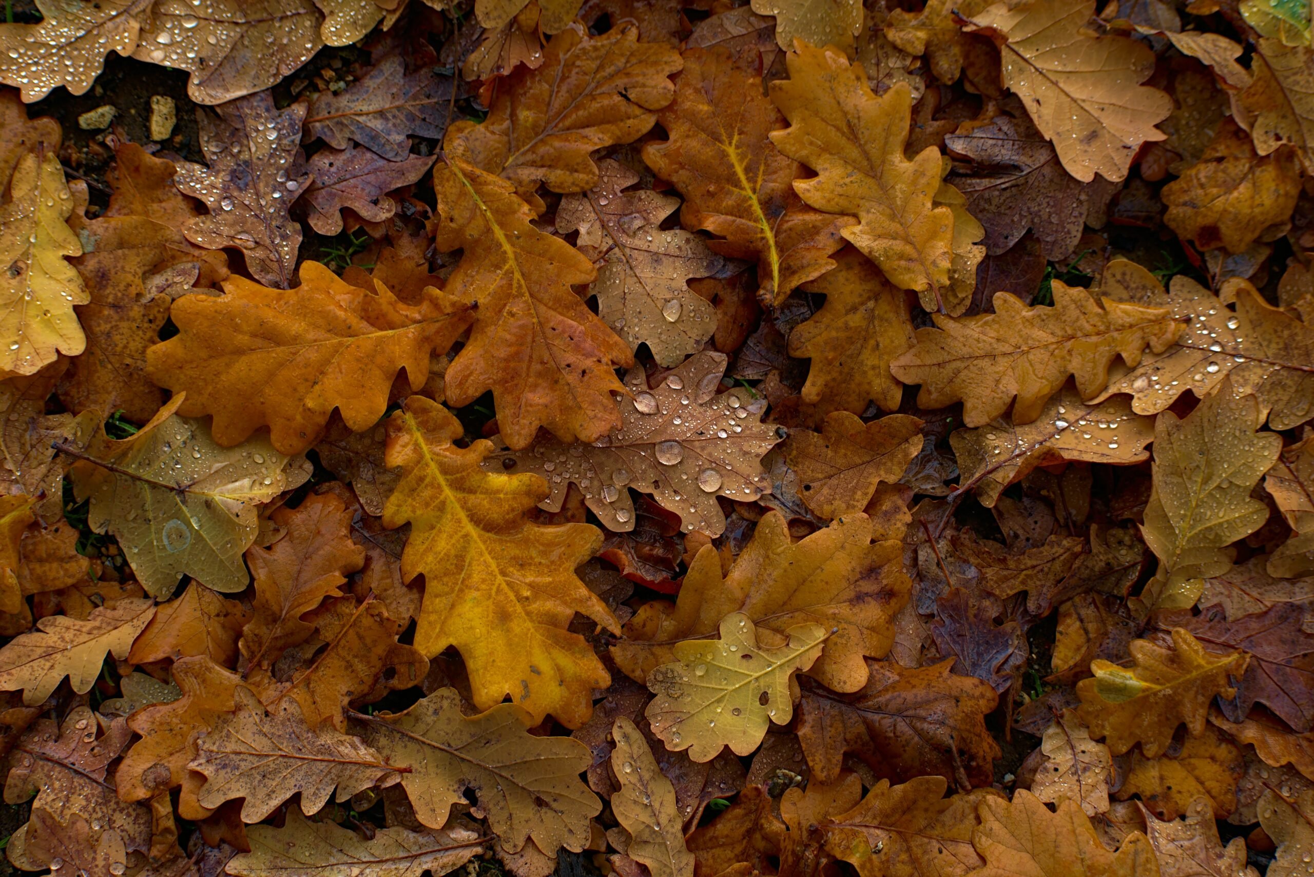 Herbstlaub sinnvoll nutzen