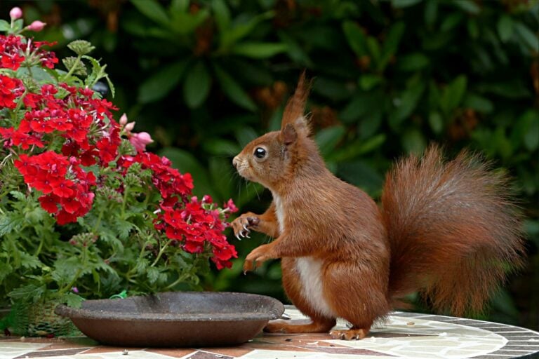 garten jahr