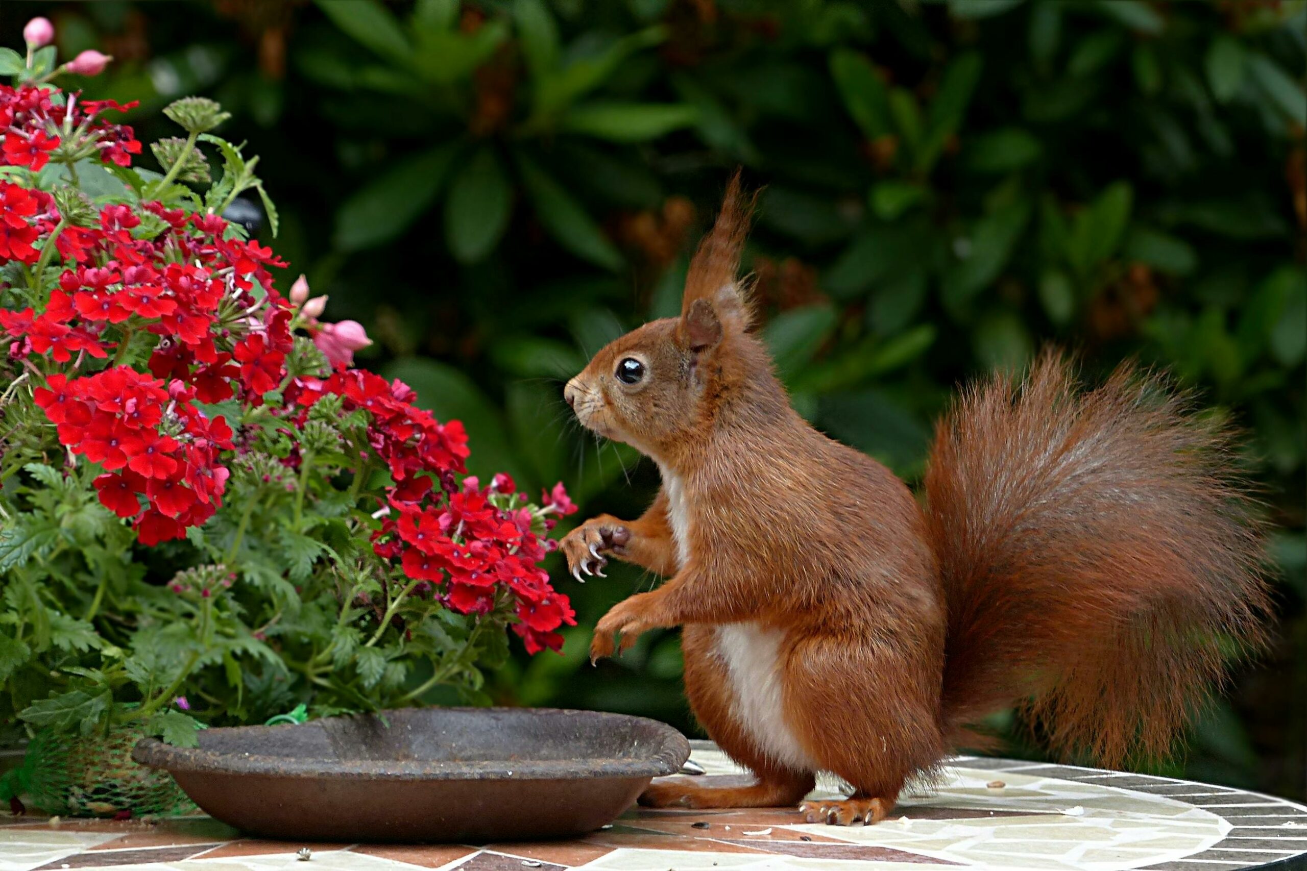 Gartenkalender: Was mache ich wann im Garten?