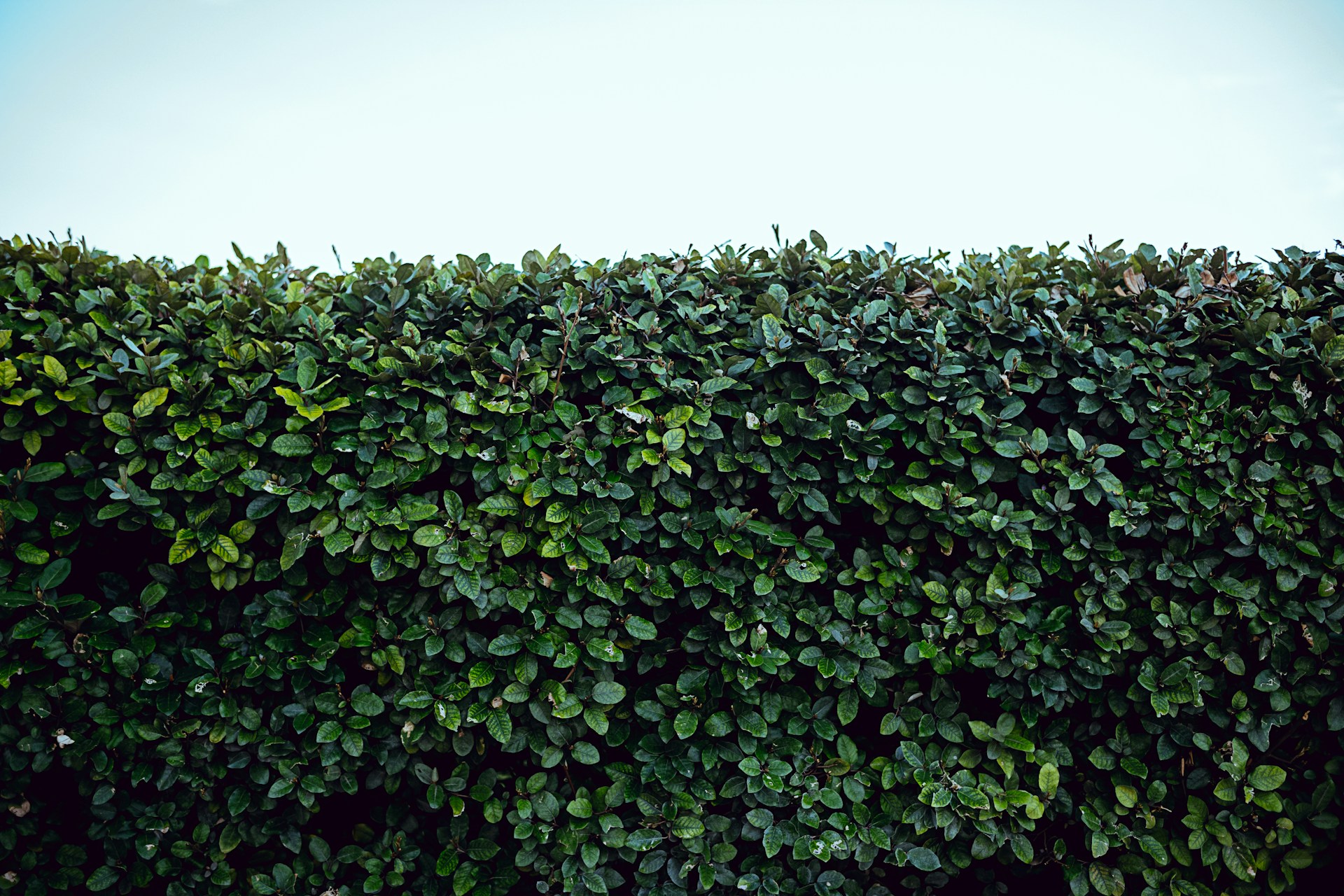 Wann darf man die Hecke schneiden?