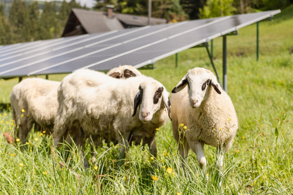Freilandflaeche Solar und Schafe